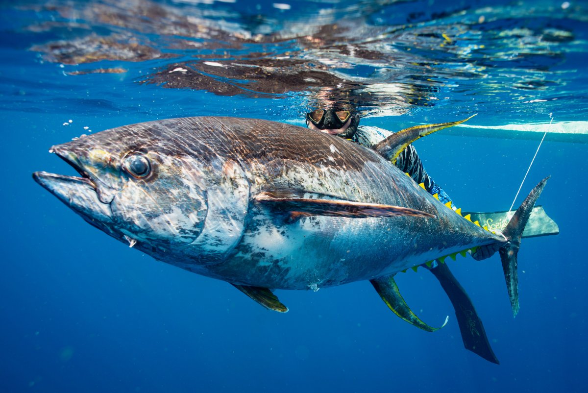 Pelagic Fish