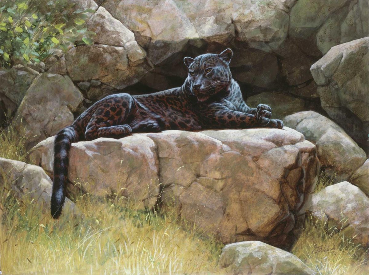 Гай Кохелич анималист