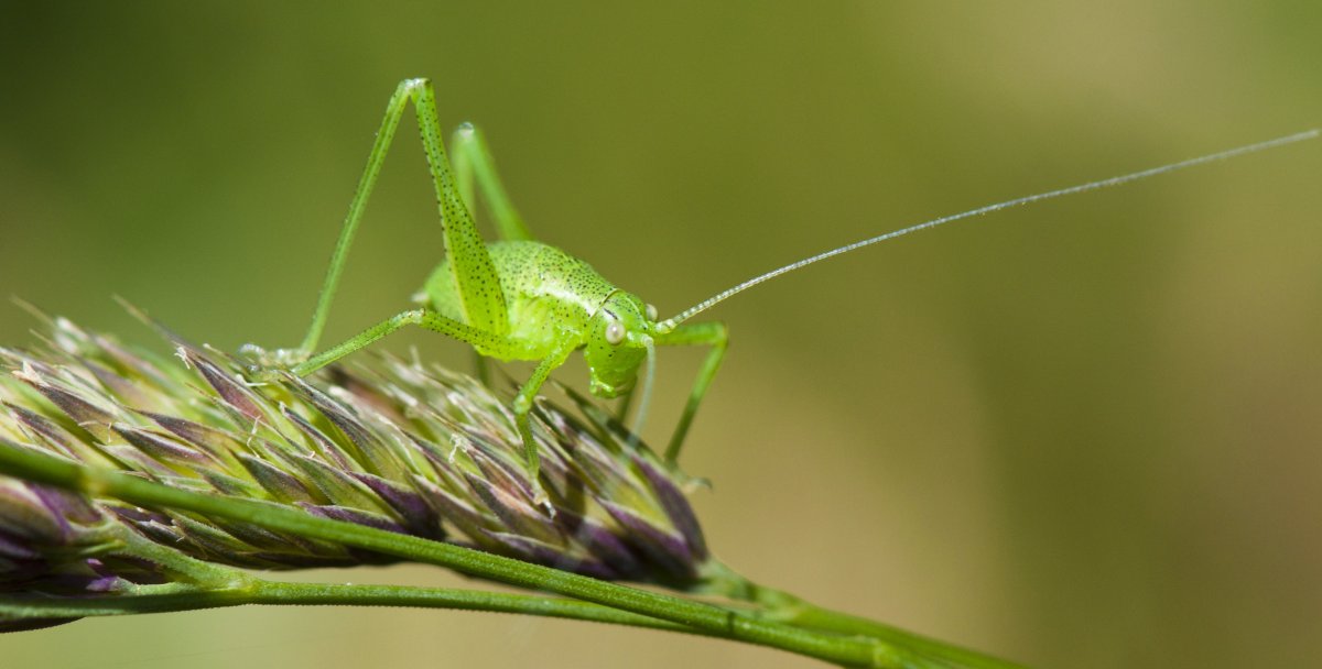Кузнечик макро