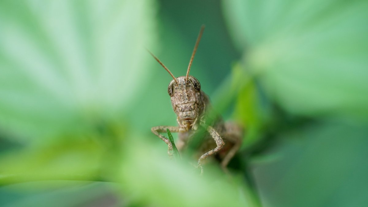 Stephanitis pyri