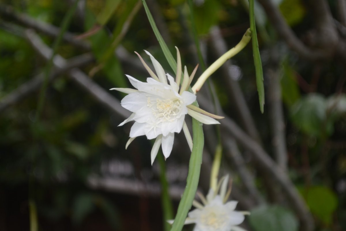 Эпифиллум gardenia