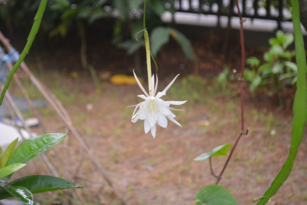 Эпифиллум gardenia