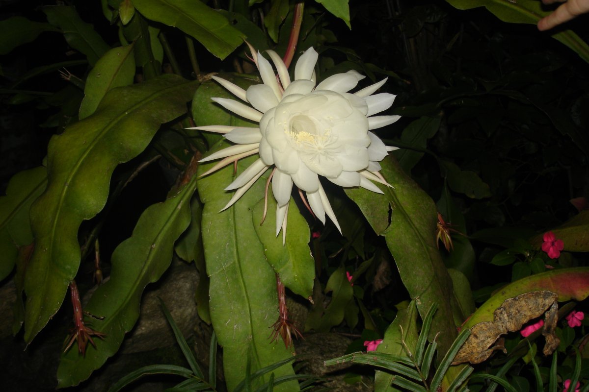Cereum