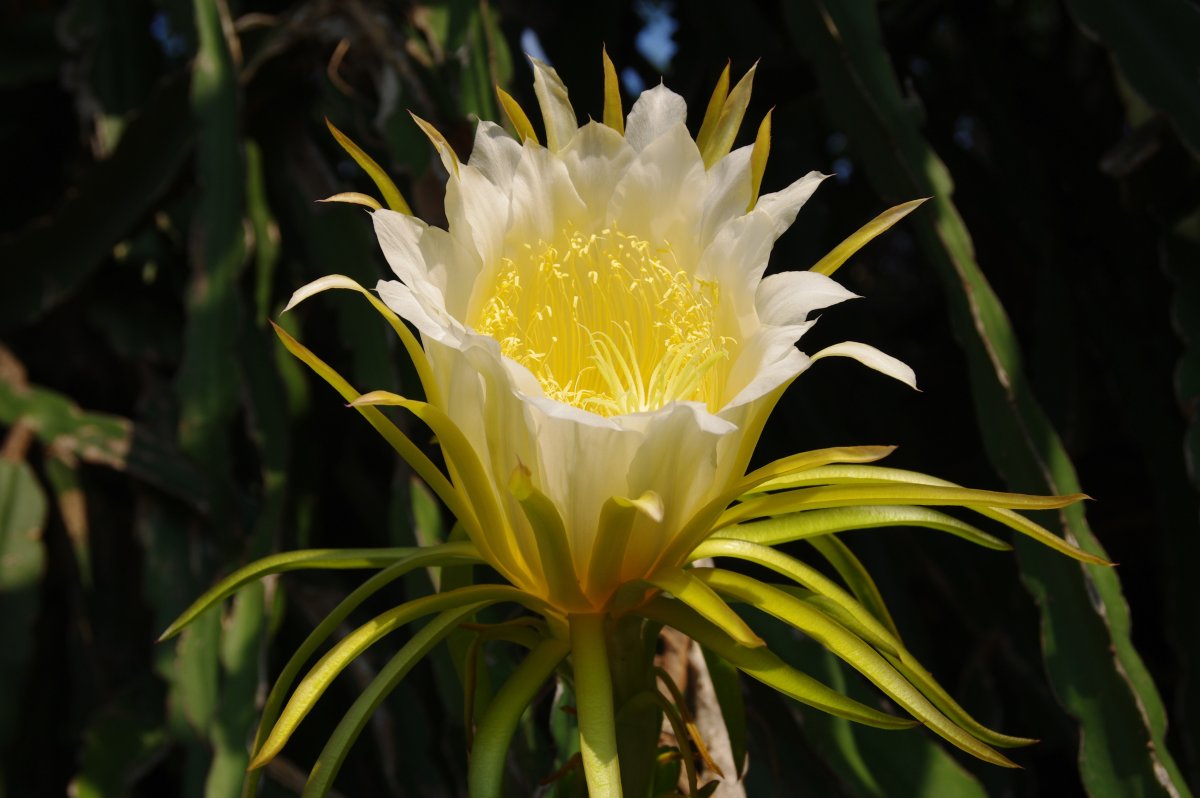 Yellow Cactus Flower