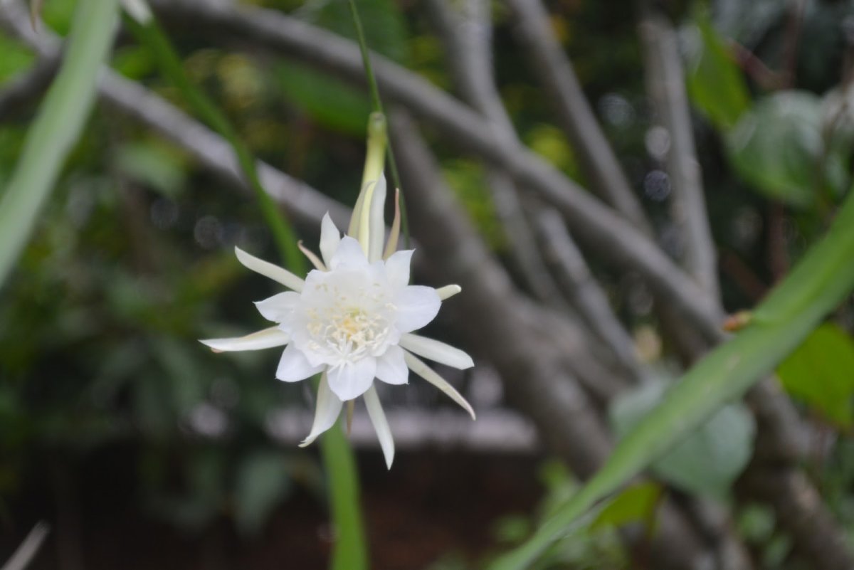Эпифиллум gardenia