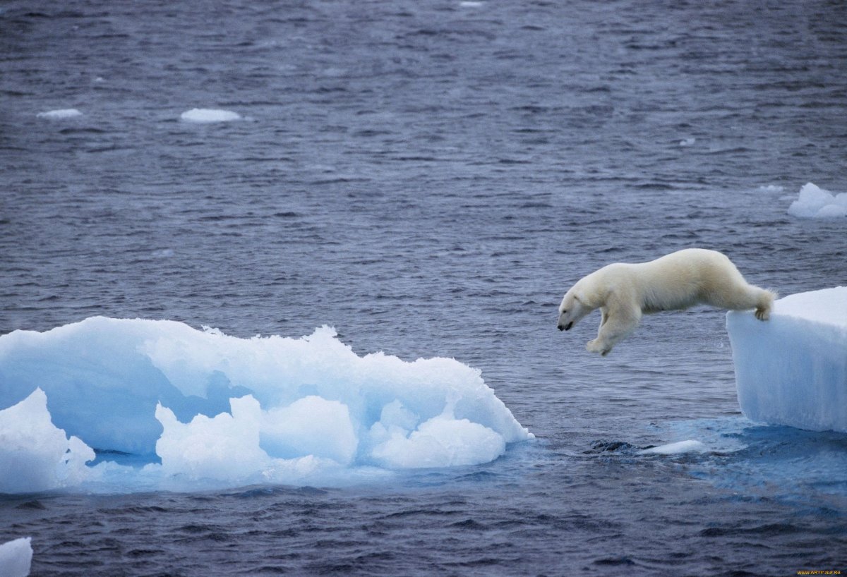 Polar Ice caps