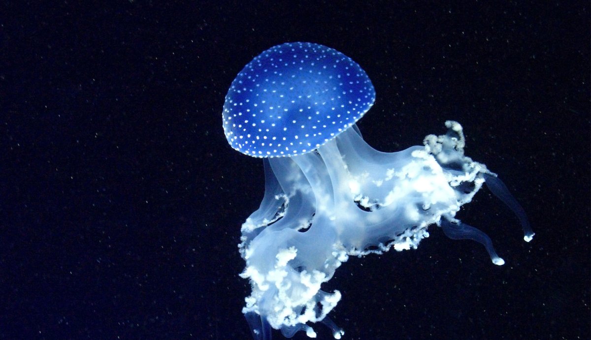 Морская биолюминесценция