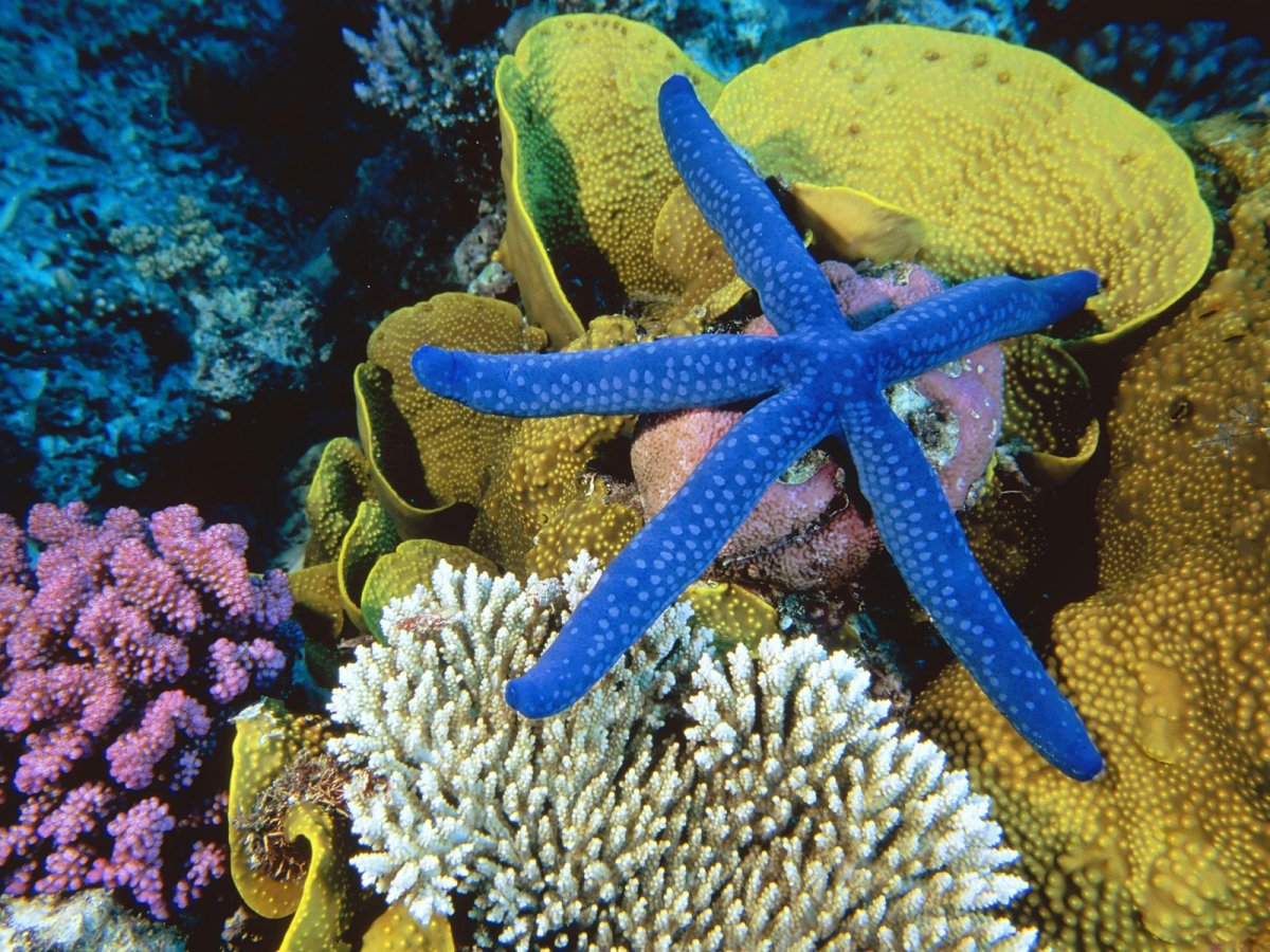 Морская звезда Linckia SP.
