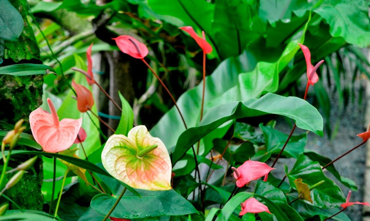 Антуриум пятилисточковый (Anthurium pentaphyllum)