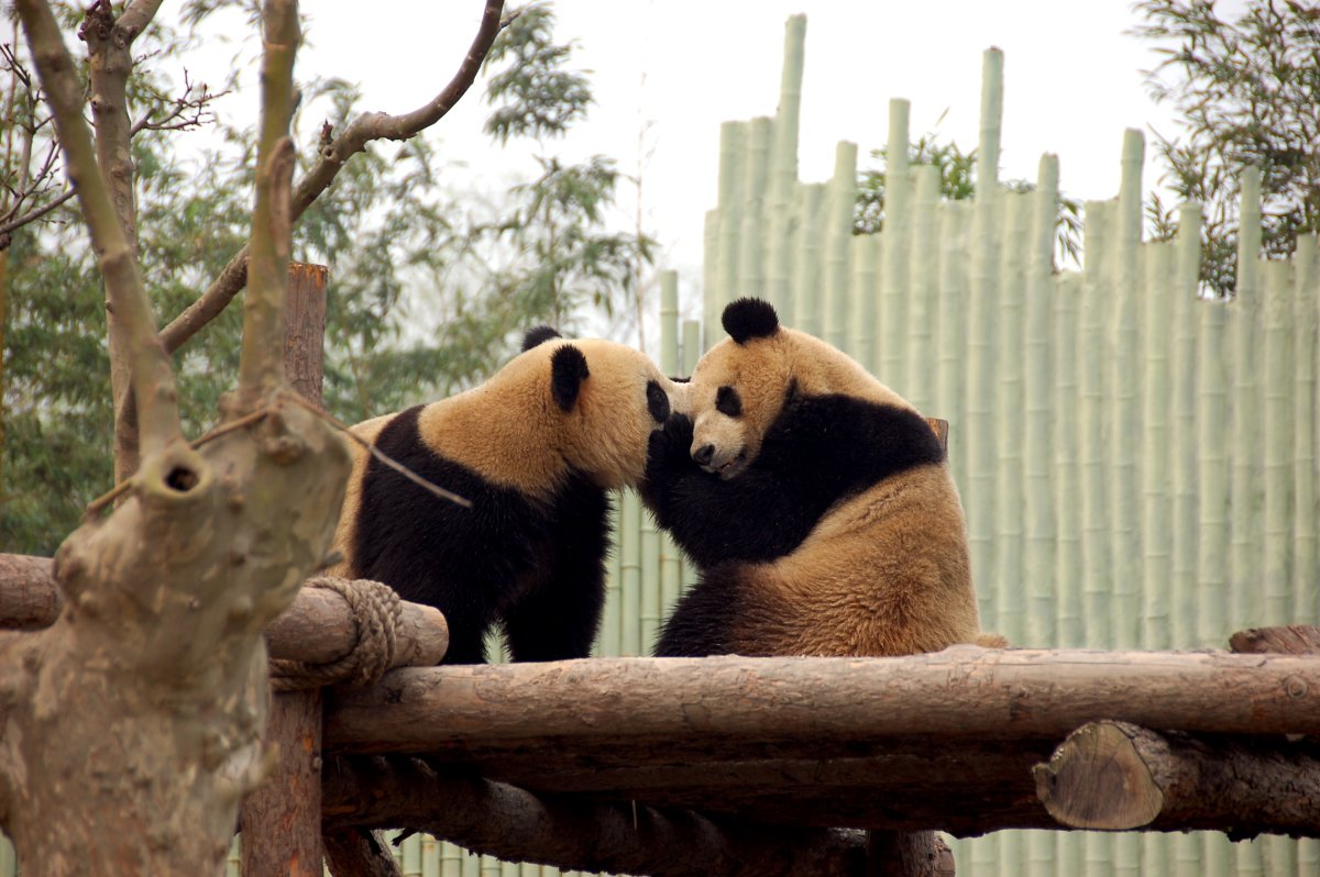 • Шанхайский зоопарк (Shanghai Zoo)