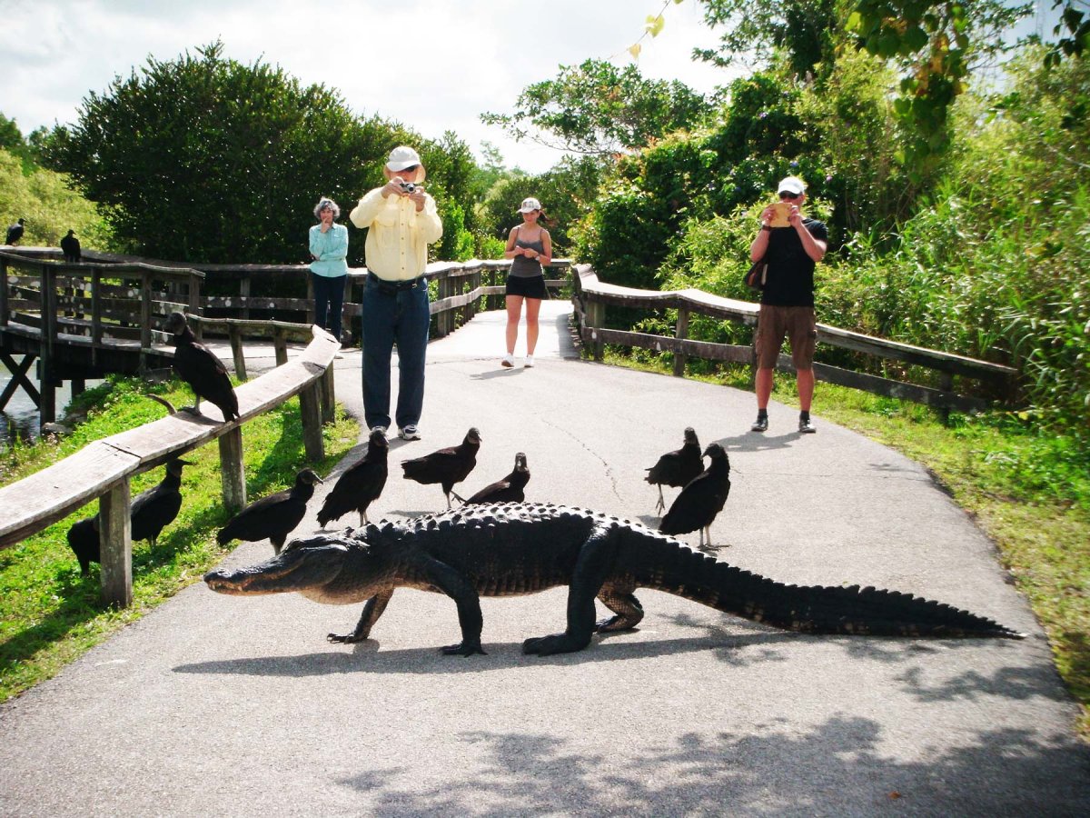 Everglades National Park Аллигаторы