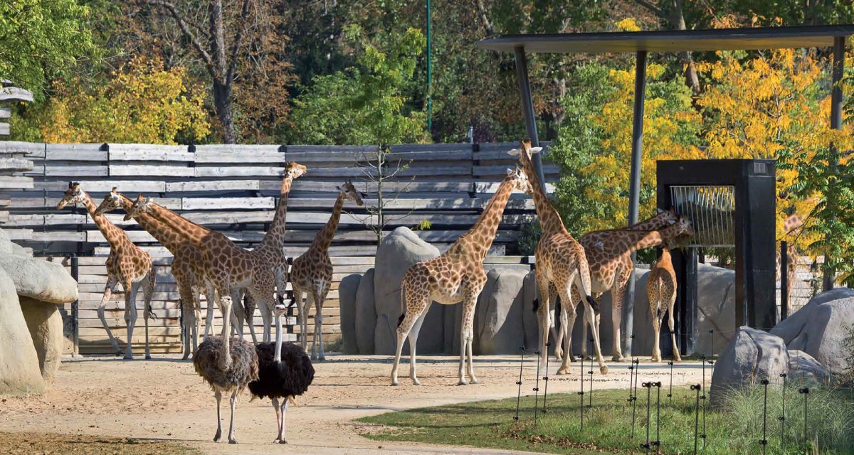 Парк Orana Wildlife Крайстчерча