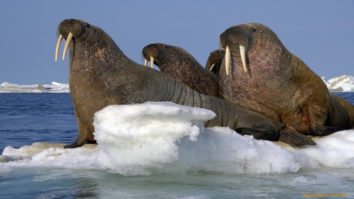 Лаптевский морж