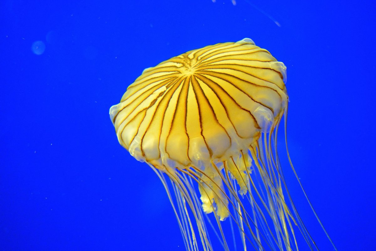 Scyphozoa Сцифоидные медузы
