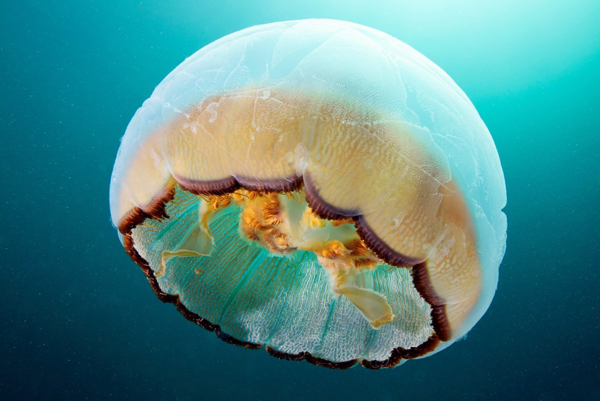 Scyphozoa Сцифоидные медузы