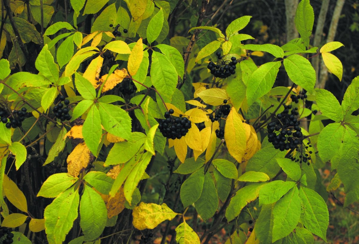 Acanthopanax sieboldianus