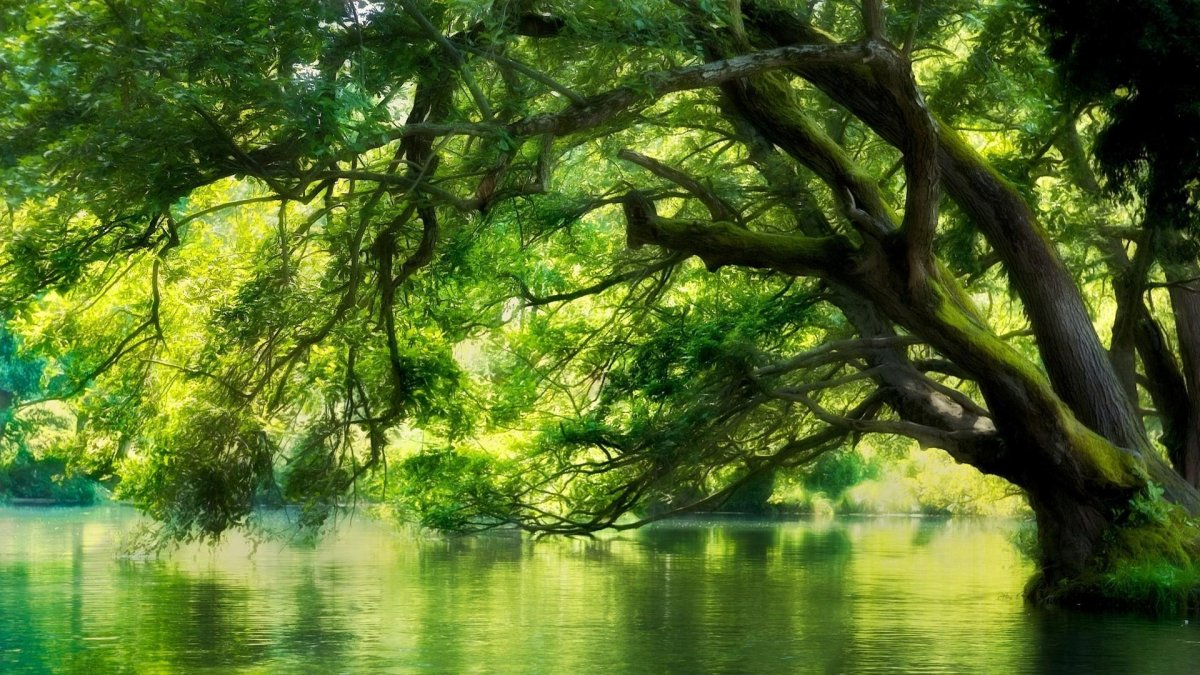 Дерево над водой