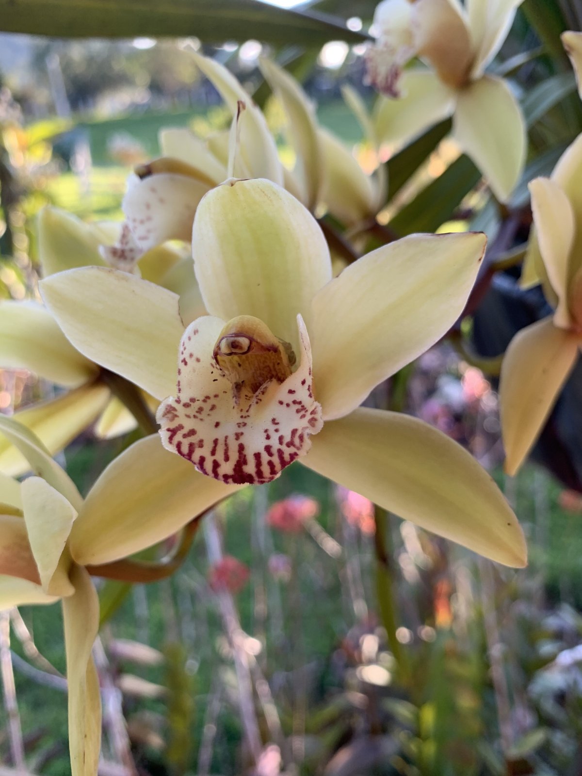 Coelogyne suaveolens