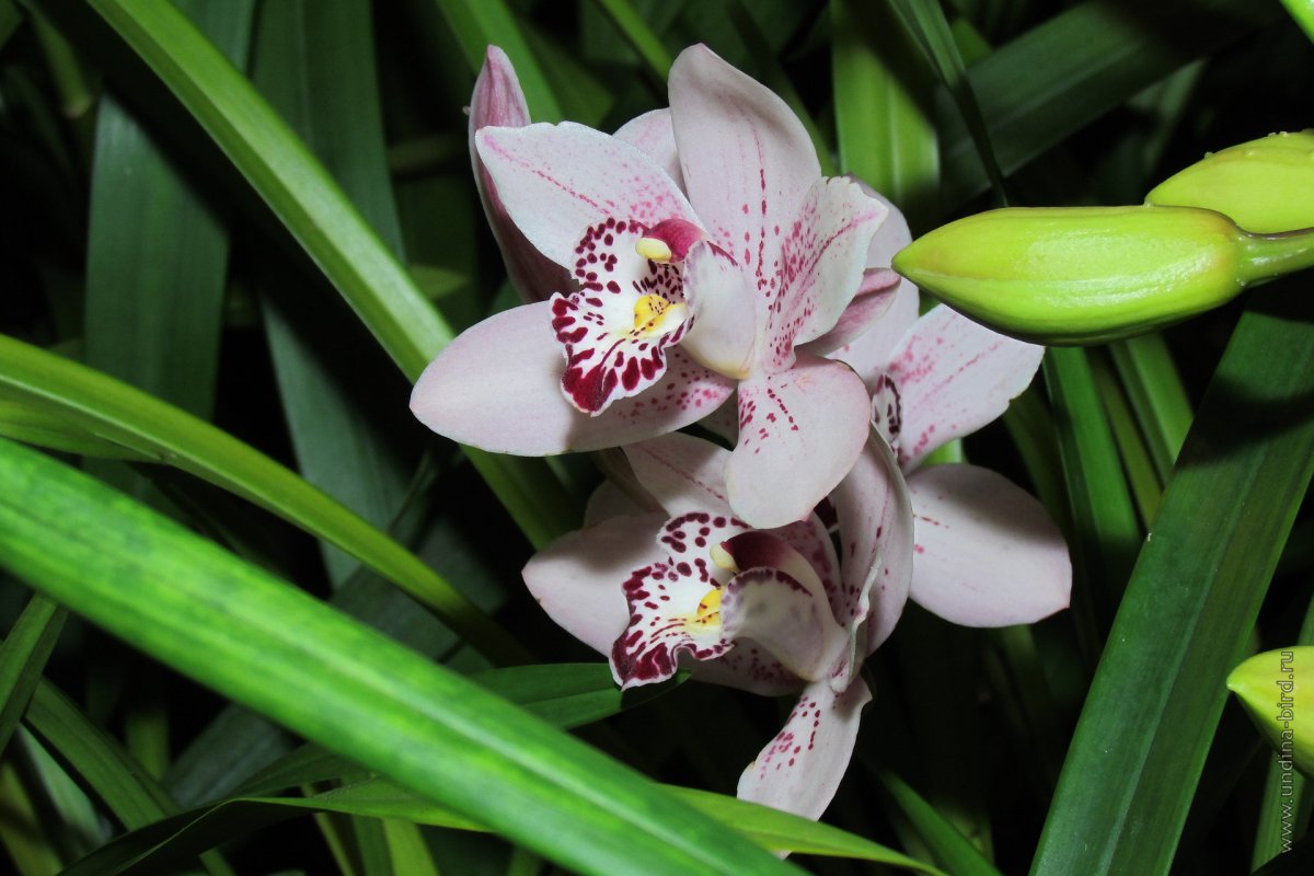 Cymbidium Ice Cascade