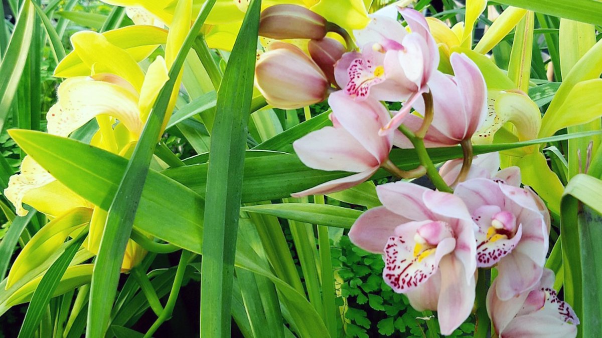 Cymbidium Julia