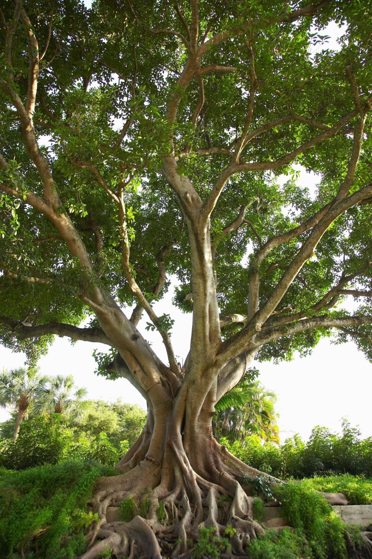 Дерево Бодхи (Ficus religiosa)