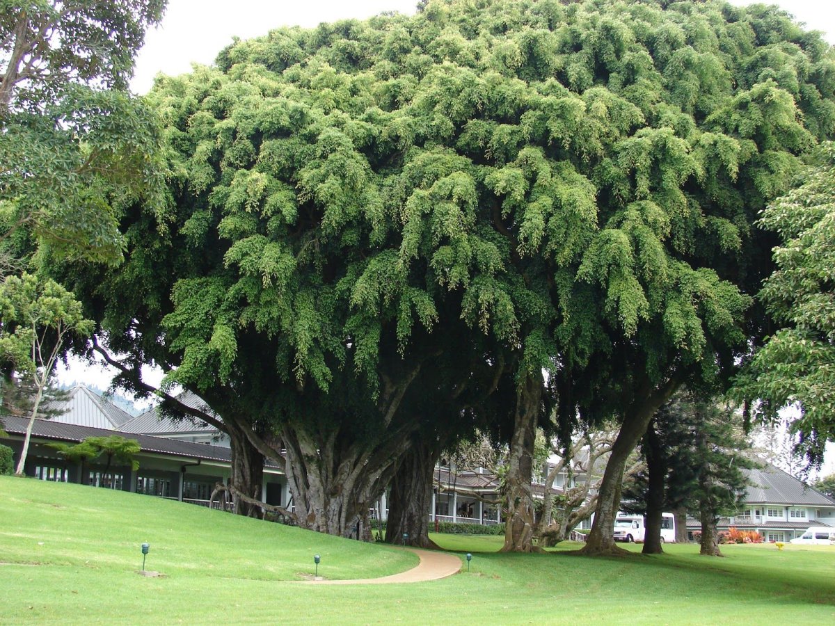 Фикус benjamina Tree