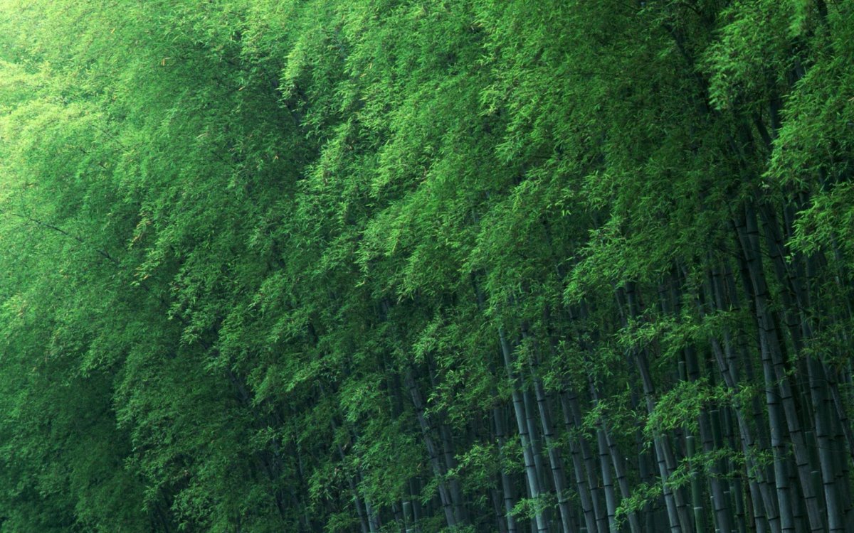 Бамбуковое дерево Green Hell