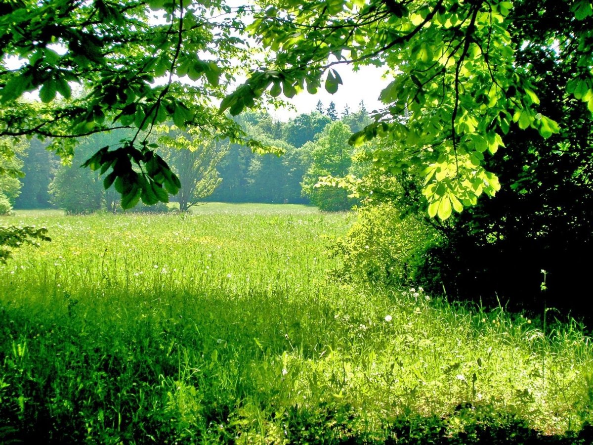 Природа зелень