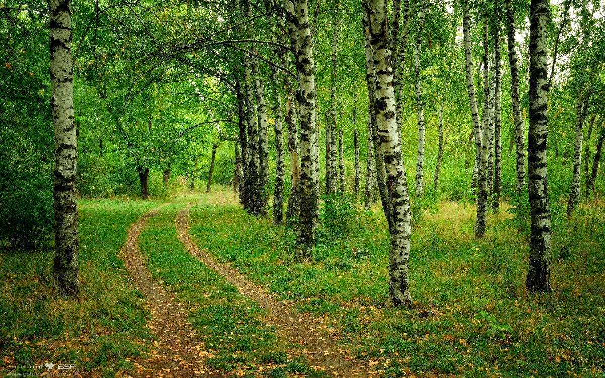 Елово березовый лес
