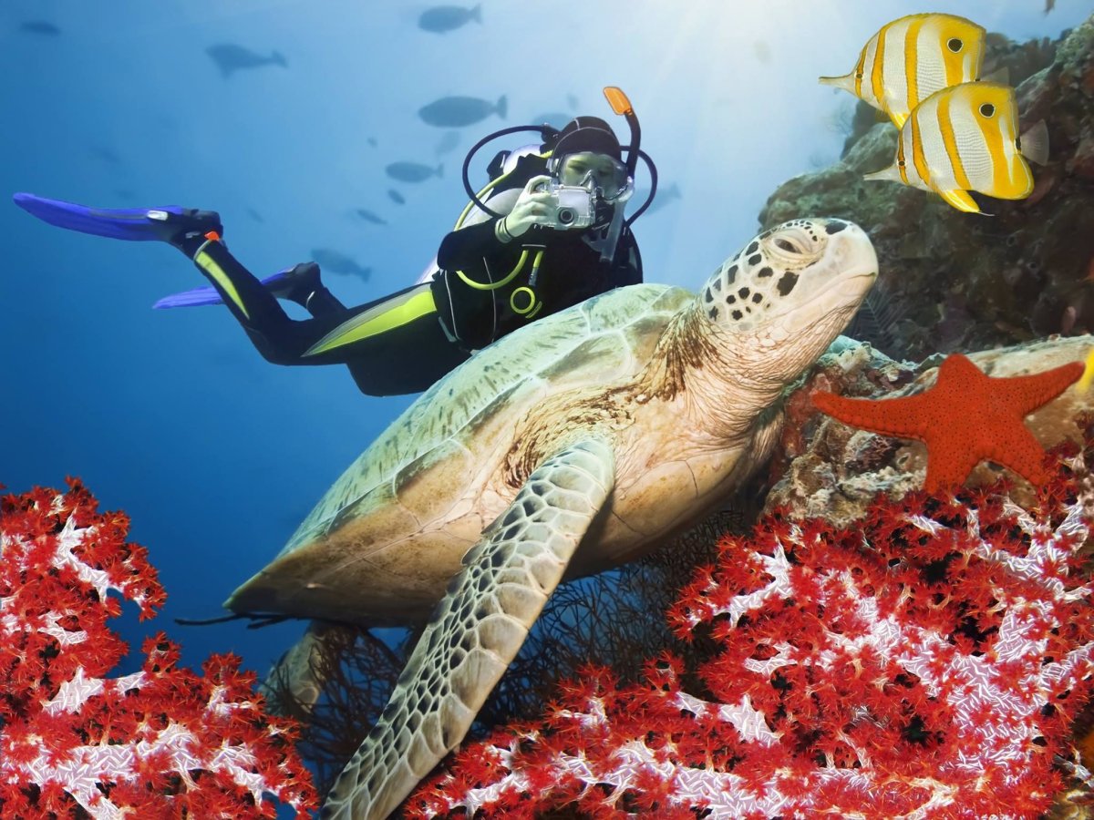 Египет красное море дайвинг