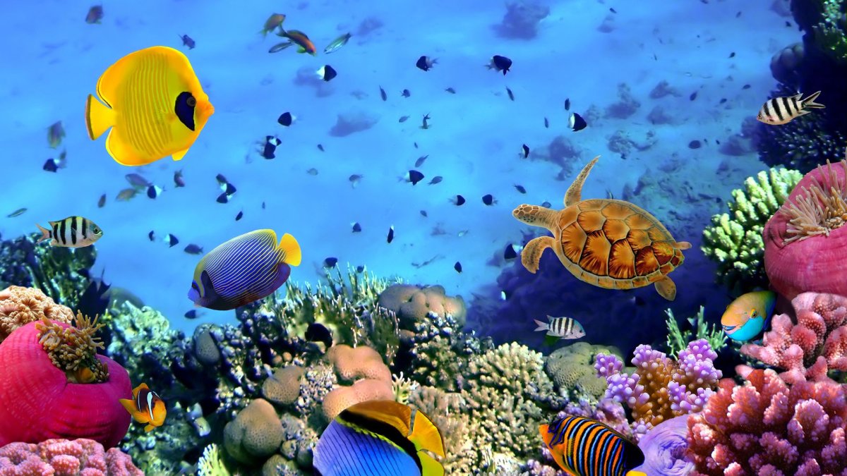 Риф подводный красное море