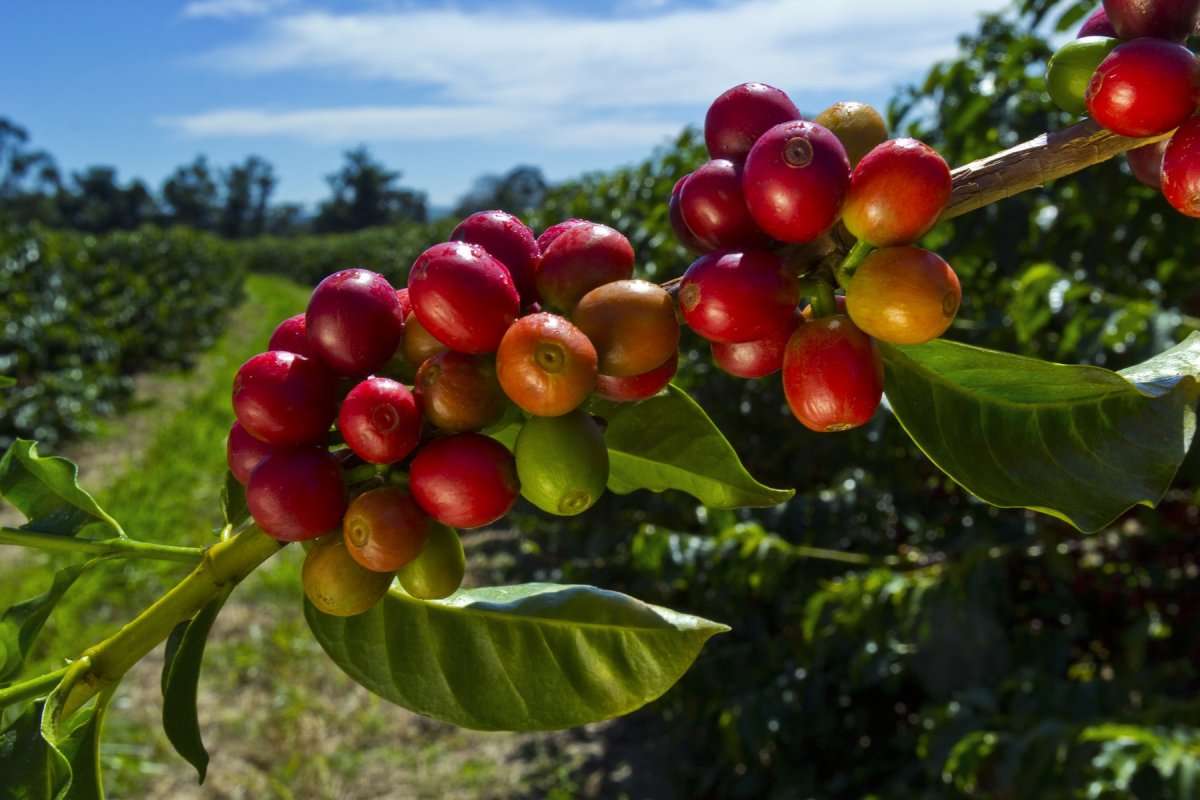 Кофейное дерево (Coffea)
