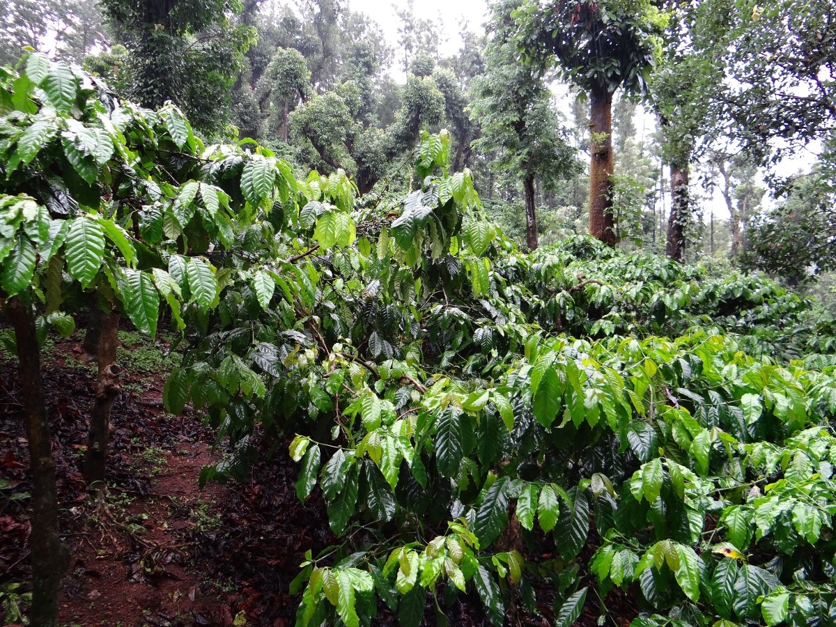 Coffea canephora Робуста