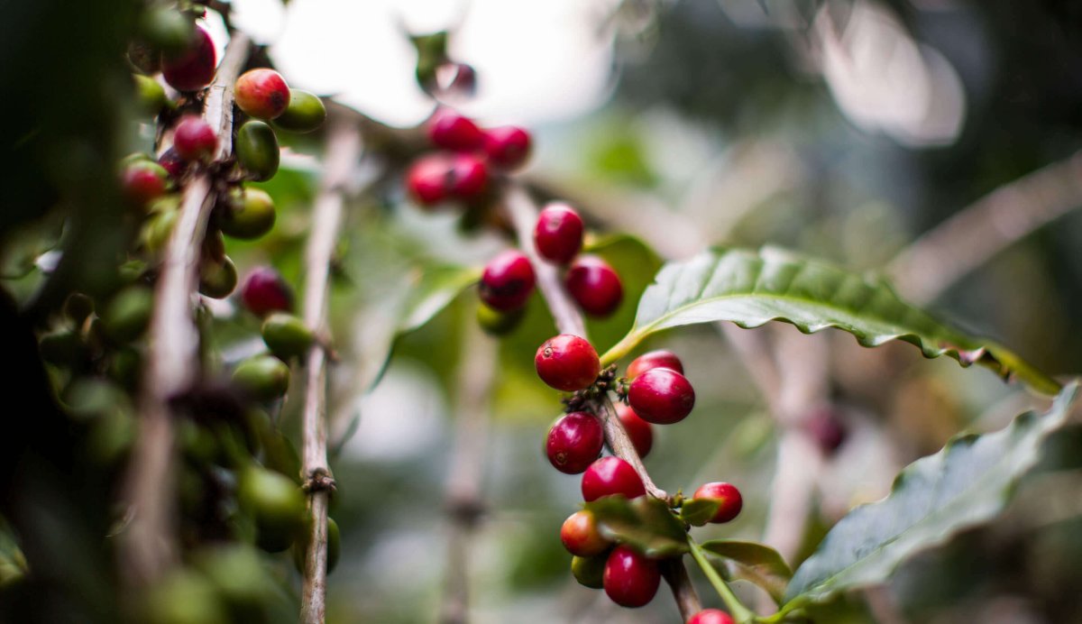 Ekh National Arabica