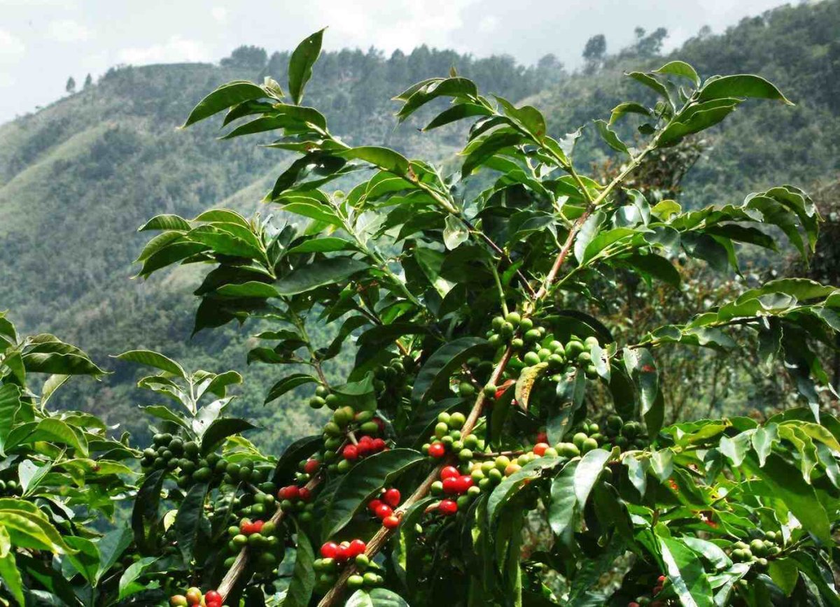 Coffea Arabica дерево