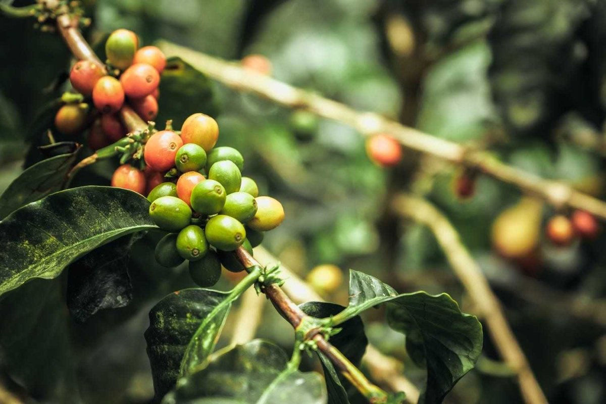 Кофейное дерево (Coffea)
