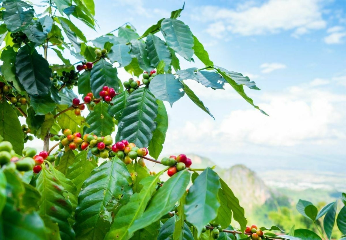 Азия картинки для детей Coffee Tree