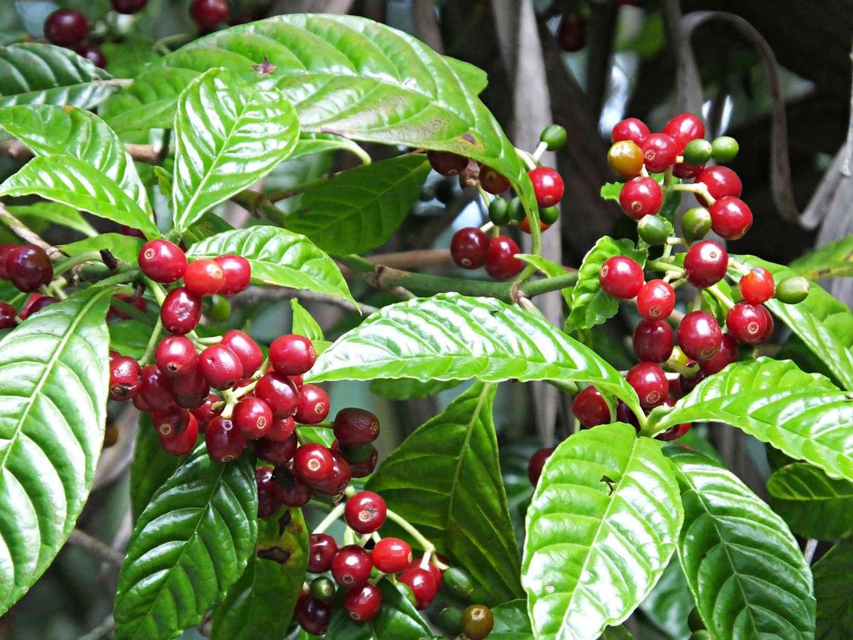 Кофе Арабика (Coffea);