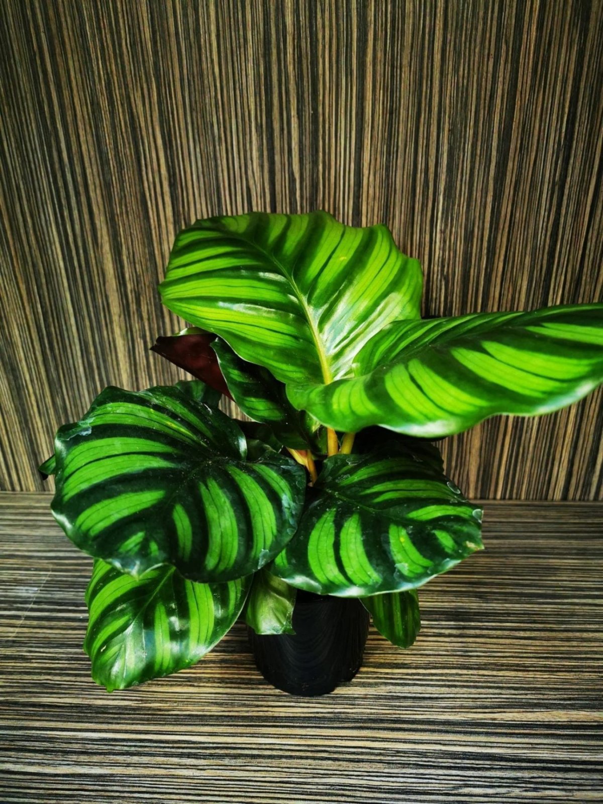 Калатея fasciata