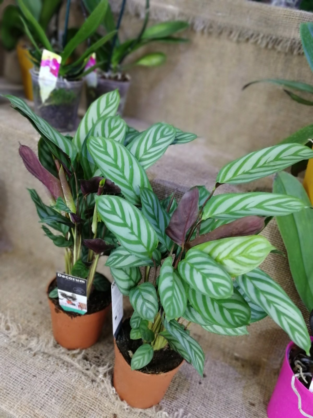 Калатея Бахема Calathea bachemiana