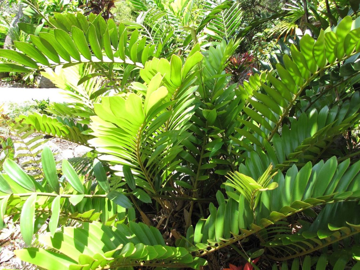 Zamio zamiifolia