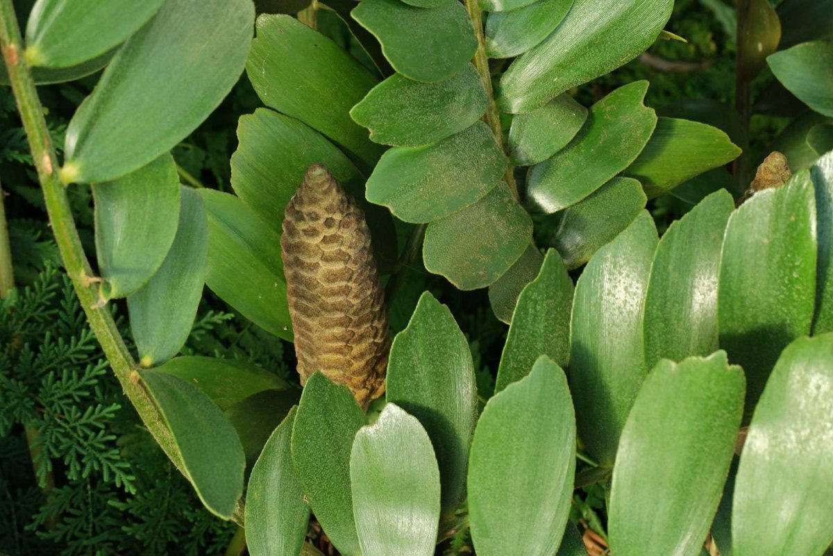 Zamia pygmaea