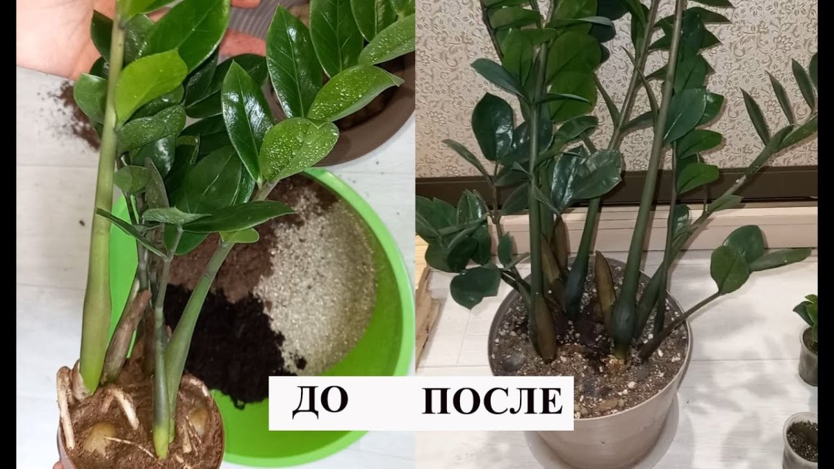 Подкормка для замиокулькаса