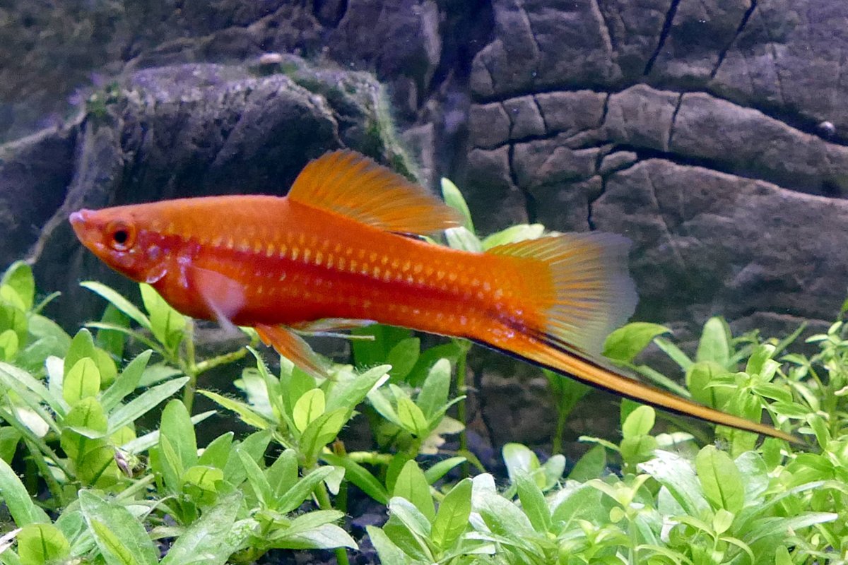 Зелёный меченосец Xiphophorus hellerii