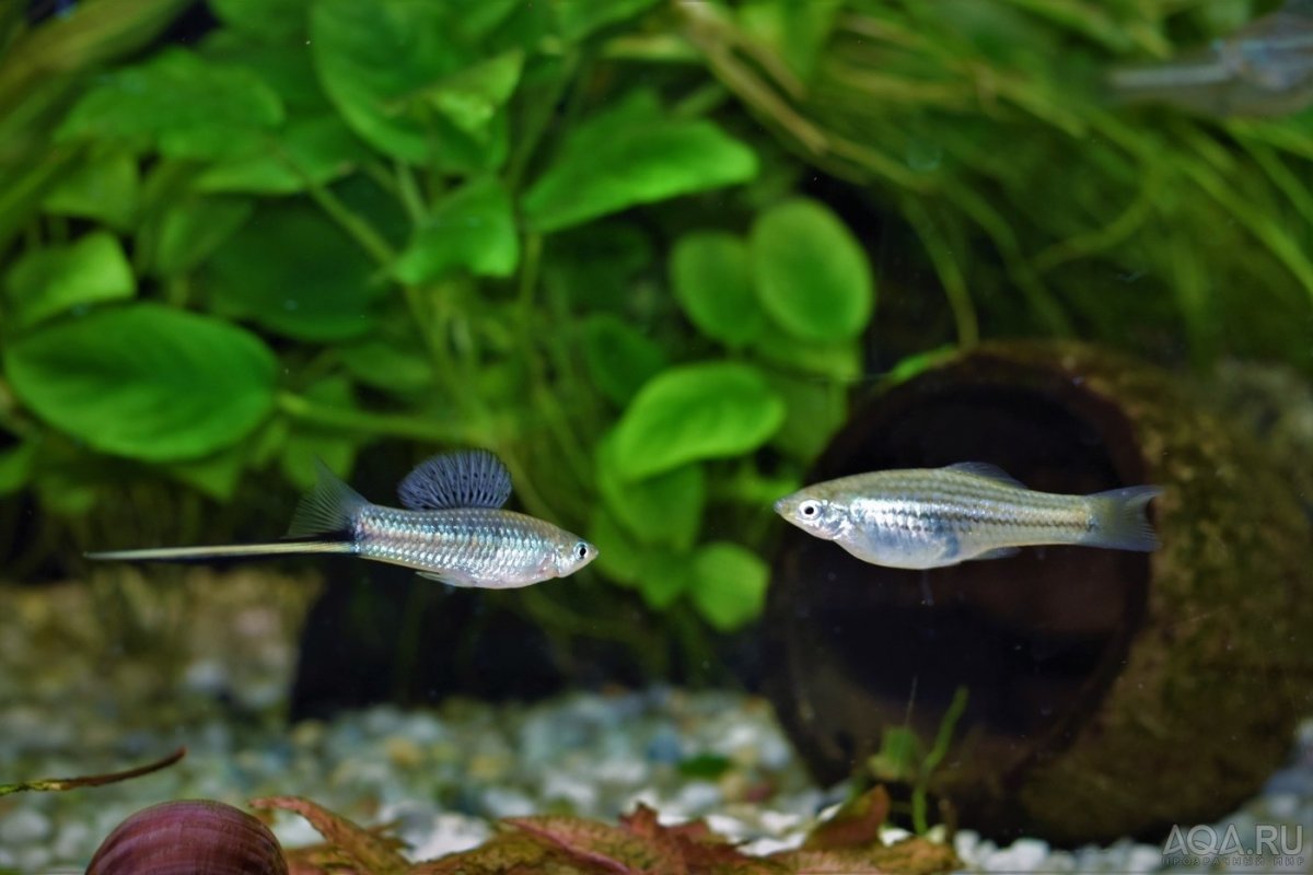 Зелёный меченосец Xiphophorus hellerii