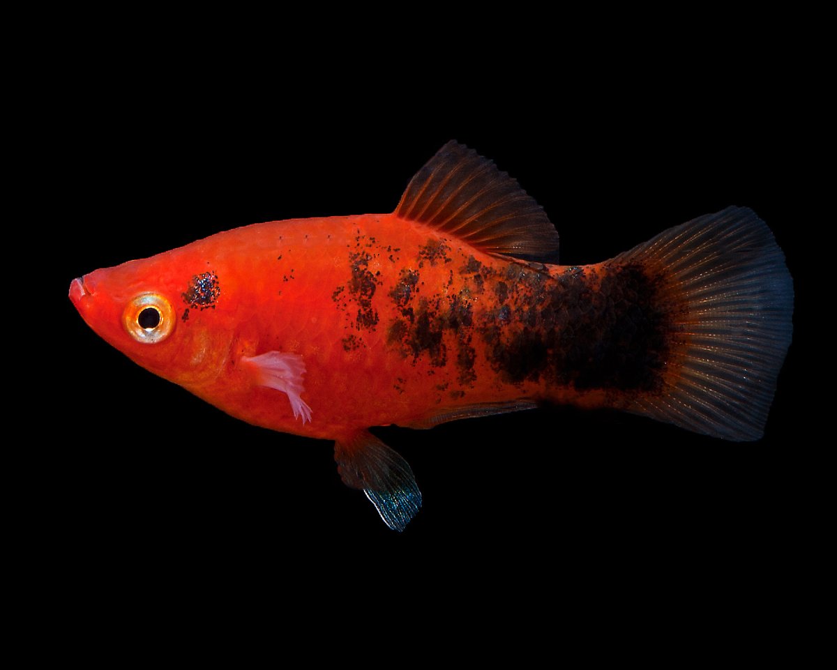 Меченосцы maculatus