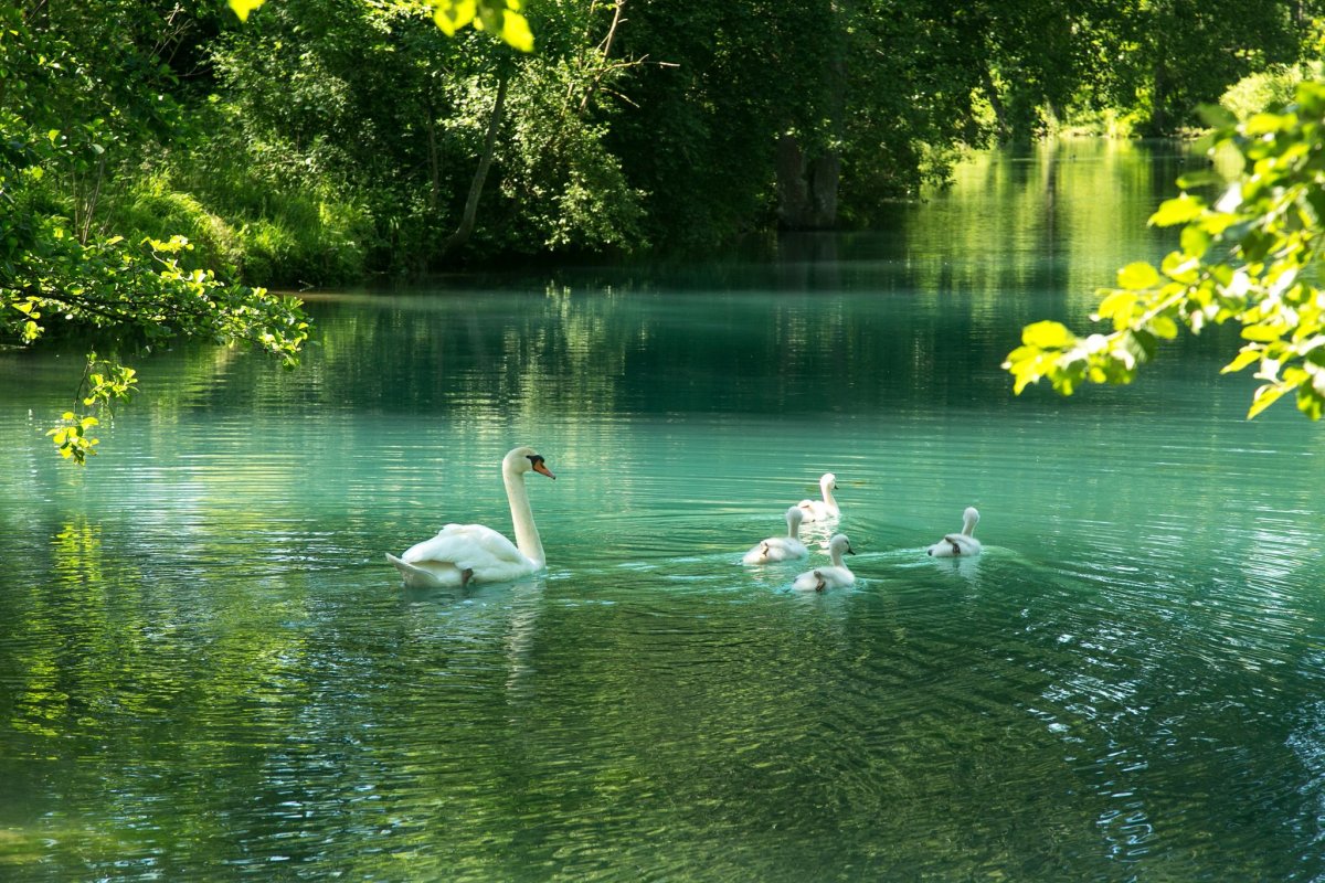 Лебеди в пруду