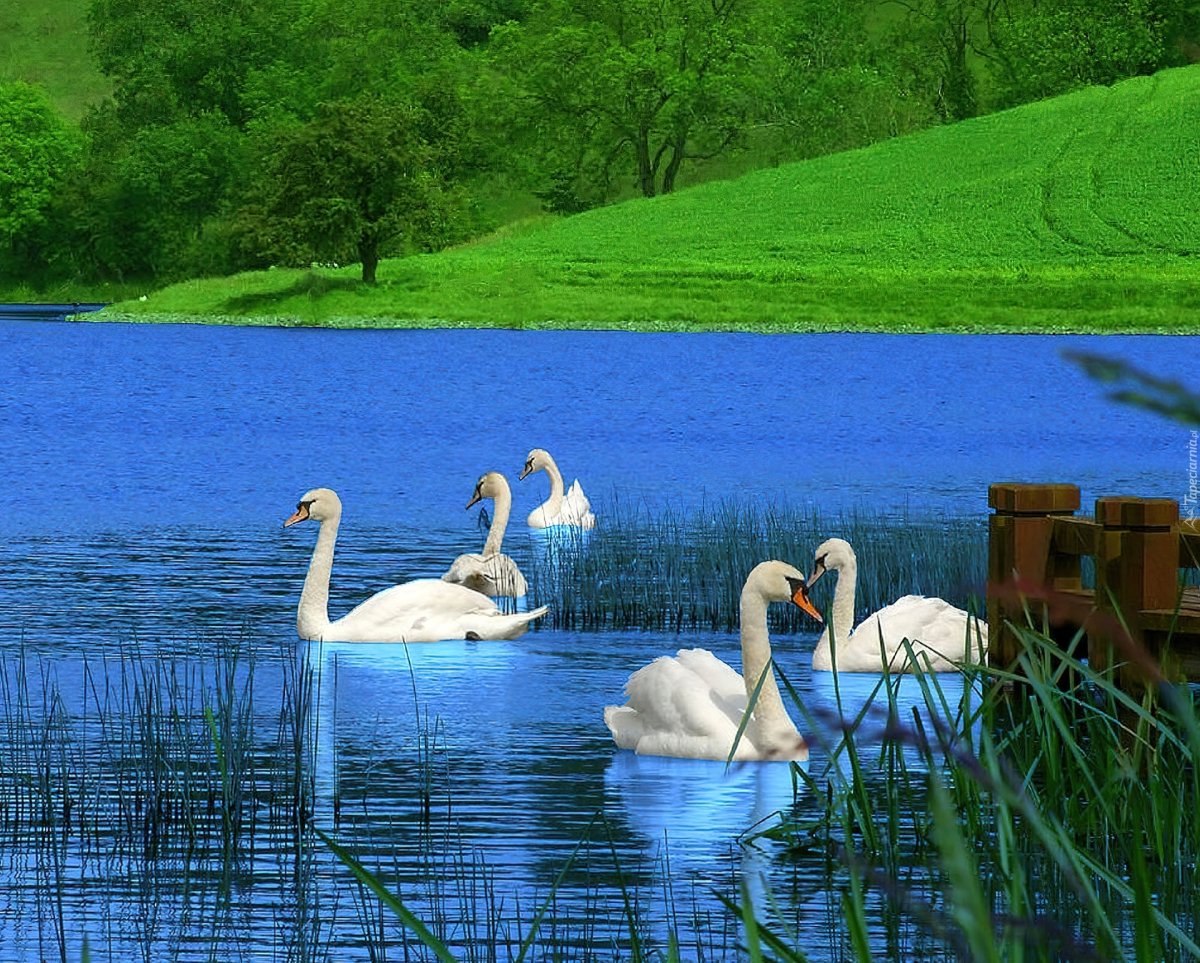 Сказочное озеро с лебедями