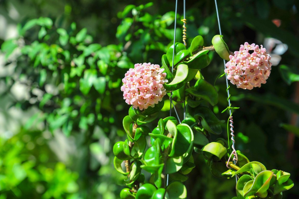 Hoya compacta Plant