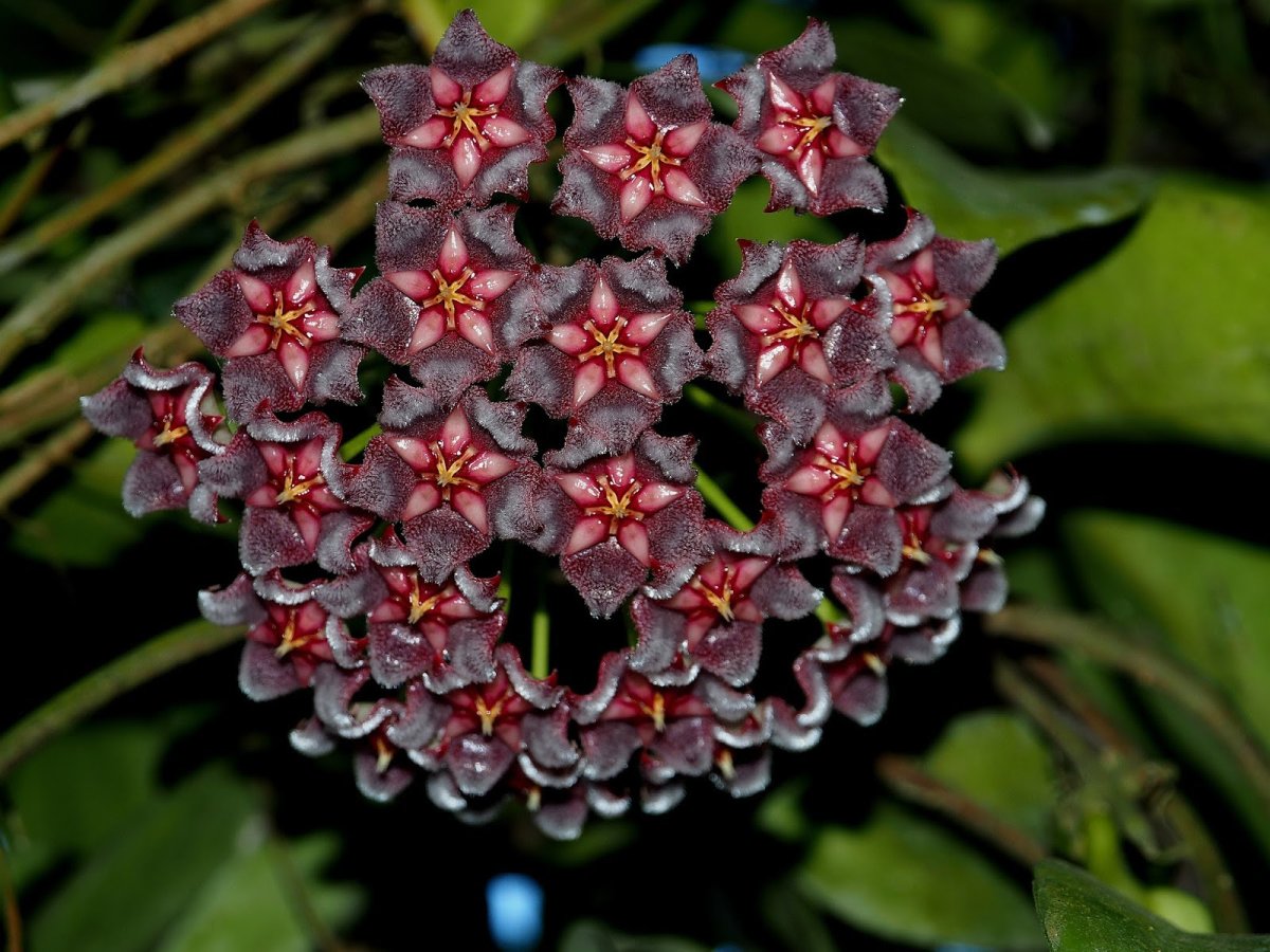 Хойя treubiana